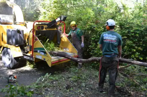 tree services Marquette Heights